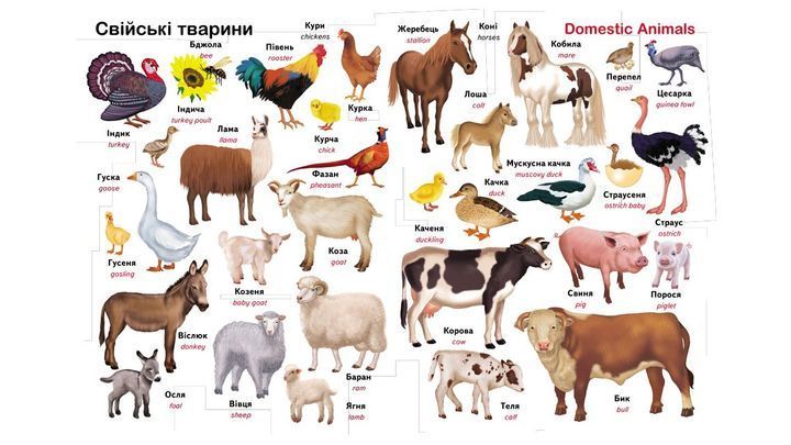 Перший словарь малюка. 500 слів - Пегас 9786178405427 BK-7298 фото
